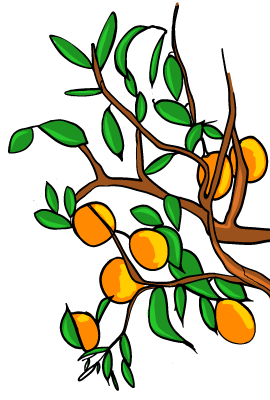 Illustration oranger Corse